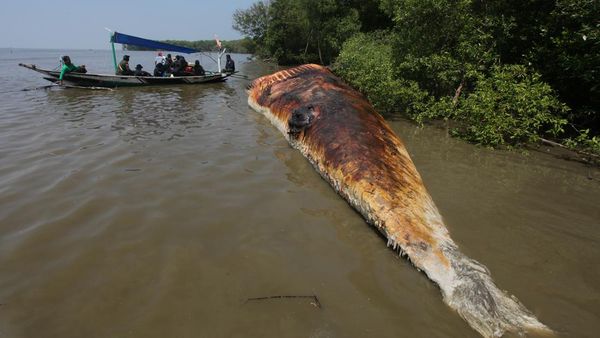 Potret Bangkai Paus Balin di Perairan Surabaya, Bakal Masuk Museum