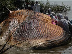 Sempat Terjebak, Tim FKH Unair Berhasil Ambil Sampel Paus Balin Sempat Terjebak, Tim FKH Unair Berhasil Ambil Sampel Paus Balin