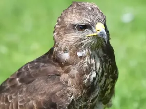 Elang Tiba-tiba Serang Pelari dan Bikin Enam Lubang di Kepala