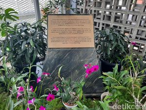 Kisah Anggrek Dendrobium Asal RI yang Jadi Bunga Nasional Korea Utara Kisah Anggrek Dendrobium Asal RI yang Jadi Bunga Nasional Korea Utara