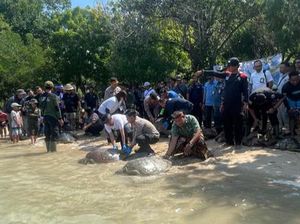 BKSDA Minta Warga Setop Makan Lawar Penyu, Sudah Ada Aturan Adatnya! BKSDA Minta Warga Setop Makan Lawar Penyu, Sudah Ada Aturan Adatnya!