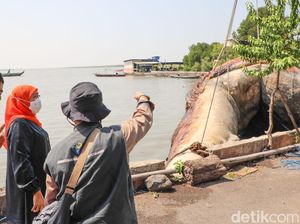 7 Fakta Temuan Bangkai Paus Balin di Surabaya hingga Jadi Koleksi Jatim Park 7 Fakta Temuan Bangkai Paus Balin di Surabaya hingga Jadi Koleksi Jatim Park