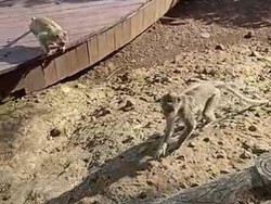 Kawanan Monyet Serang Lahan Pertanian Warga di Imogiri Bantul