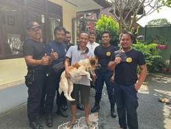 Anjing Kejar Kucing Berakhir Nyemplung Sumur, Petugas Damkar Turun Tangan