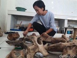 Mengintip Perawatan Tulang Raksasa di Museum Purbakala Patiayam Kudus