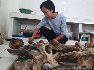 Penampakan Puluhan Fosil di Museum Patiayam Kudus yang Dikonservasi Penampakan Puluhan Fosil di Museum Patiayam Kudus yang Dikonservasi