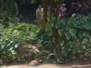 Detik-detik Ibu dan Anak di Labura Diterkam Buaya saat Cuci Pakaian di Sungai Detik-detik Ibu dan Anak di Labura Diterkam Buaya saat Cuci Pakaian di Sungai