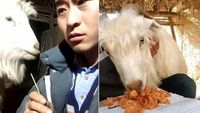 10 Aksi Hewan Curi Makanan Ini Berhasil Bikin Jengkel hingga Gemas
