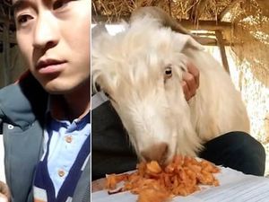 10 Aksi Hewan Curi Makanan Ini Berhasil Bikin Jengkel hingga Gemas 10 Aksi Hewan Curi Makanan Ini Berhasil Bikin Jengkel hingga Gemas