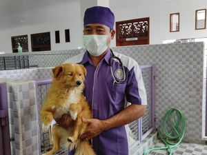 Anjing Diseret Pemotor Alami Trauma di Paw-Lecet di Kaki Anjing Diseret Pemotor Alami Trauma di Paw-Lecet di Kaki