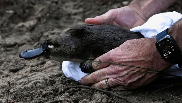 Momen Pelepasliaran Platipus Usai 50 Tahun Hilang di Australia