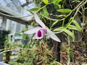 12 Contoh Simbiosis Komensalisme Lengkap dengan Penjelasannya