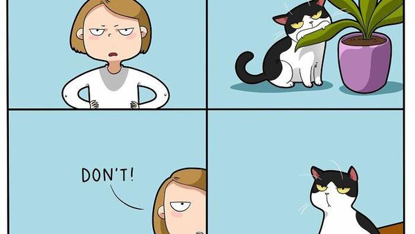 Komik Lucu Soal Kucing yang Bikin Kaya Pembacanya