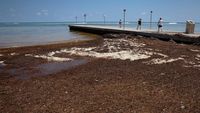 Potret Pantai di Florida Dikepung Rumput Laut