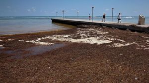 Potret Pantai di Florida Dikepung Rumput Laut