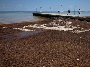 Potret Pantai di Florida Dikepung Rumput Laut