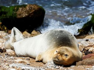 Potret Anjing Laut Langka Muncul di Pantai Israel