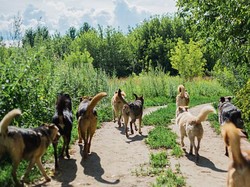 Rusia Akan Kirim Anjing Liar ke Zona Militer Ukraina, Buat Apa?