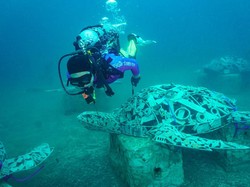 Seniman Ini Sulap Penyu Jadi Terumbu Karang, Begini Ceritanya