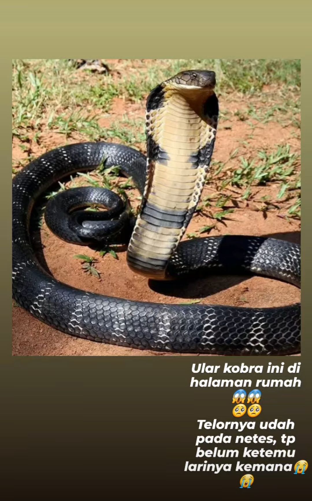 Lydia Kandou temukan ular Kobra di rumahnya.