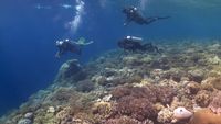 Menyusuri Keindahan Bawah Laut Pulau Tomia Wakatobi