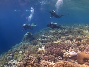 Menyusuri Keindahan Bawah Laut Pulau Tomia Wakatobi