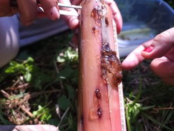 Kementan Lakukan Pest List OPT untuk Dorong Ekspor Pisang