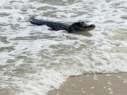 Turis Ini Jumpa Aligator Berjemur saat Asyik Liburan di Pantai