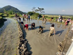 Serunya Wisata Sambil Nggogoh Iwak di Persawahan Girimulyo Kulon Progo