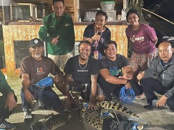 Dipelihara Warga Jembrana 8 Tahun, BKSDA Amankan 2 Buaya Muara Papua