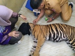 BKSDA Sumbar Sapu Bersih Jerat untuk Lindungi Harimau Sumatera