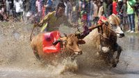 Melihat Tradisi Karapan Sapi Brujul di Probolinggo