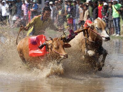 Melihat Tradisi Karapan Sapi Brujul di Probolinggo