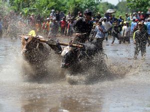 Melihat Serunya Petani Probolinggo Adu Cepat di Karapan Sapi Brujul Melihat Serunya Petani Probolinggo Adu Cepat di Karapan Sapi Brujul