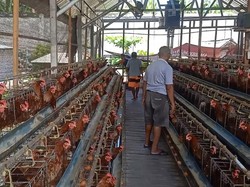 Peternakan Rutan Negara Hasilkan 480 Butir Telur Ayam Per Hari