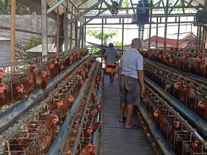 Peternakan Rutan Negara Hasilkan 480 Butir Telur Ayam Per Hari Peternakan Rutan Negara Hasilkan 480 Butir Telur Ayam Per Hari