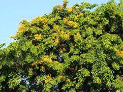 Tanaman Antipolutan Ini Bisa Kurangi Polusi Udara, Apa Saja?