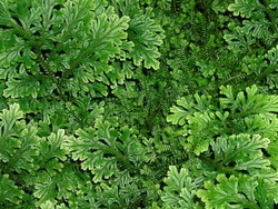 Mengenal Struktur Tubuh Tumbuhan Paku dan Proses Metagenesis