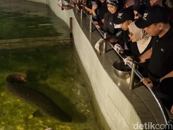 Pengumuman! Surabaya Night Zoo Resmi Akan Dibuka Minggu 25 Juni 2023