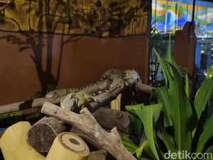 Ini 20 Hewan Nokturnal yang Bisa Dilihat di Surabaya Night Zoo