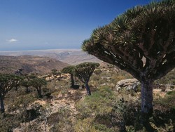 Begini Kondisi 3 WNI Terjebak di Persembunyian Dajjal Saat Saudi Serang Yaman