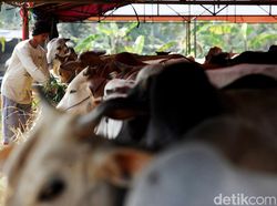 Hitung Mundur Idul Adha 2023, Jatuh pada Tanggal Berapa?