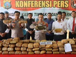 Polisi Amankan 173 Kg Ganja di Deli Serdang, 3 Pelaku Ditangkap