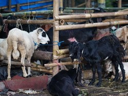 Hukum Kurban saat Idul Adha, Wajib atau Sunah?