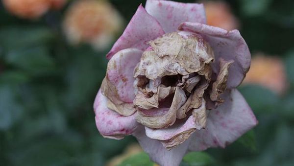 Deretan Foto Penampakan Wajah di Benda Mati