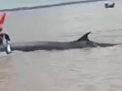 Heboh! Paus Terdampar di Perairan Rokan Hilir