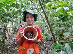 Petani Lesu! Harga Kopi di Bengkulu Naik, tapi Hasil Panen Merosot