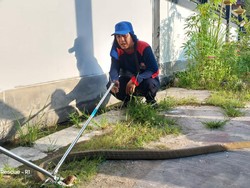 Penampakan Ular King Kobra 2 Meter Nyaris Serang Warga Ngopi di Kalteng