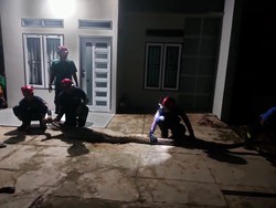 Ular Piton 6 Meter Terkam 6 Ekor Kambing Warga di Palopo Dievakuasi