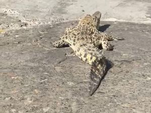 Beredar Video Buaya Jalan-jalan ke Darat di Pamekasan